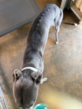 A greyhound with visible ribs.