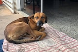 The dog looks at the camera as he sits outside the hospital.