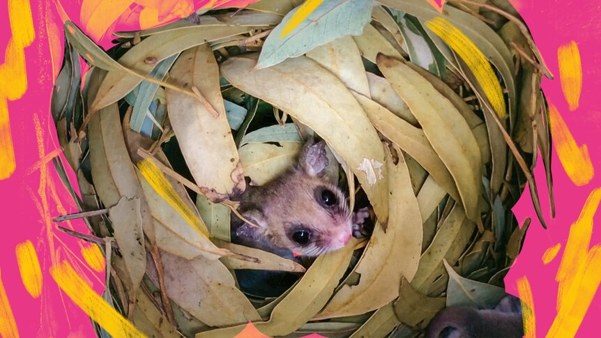 A possum peeks out from a pile of leaves in a nest box.