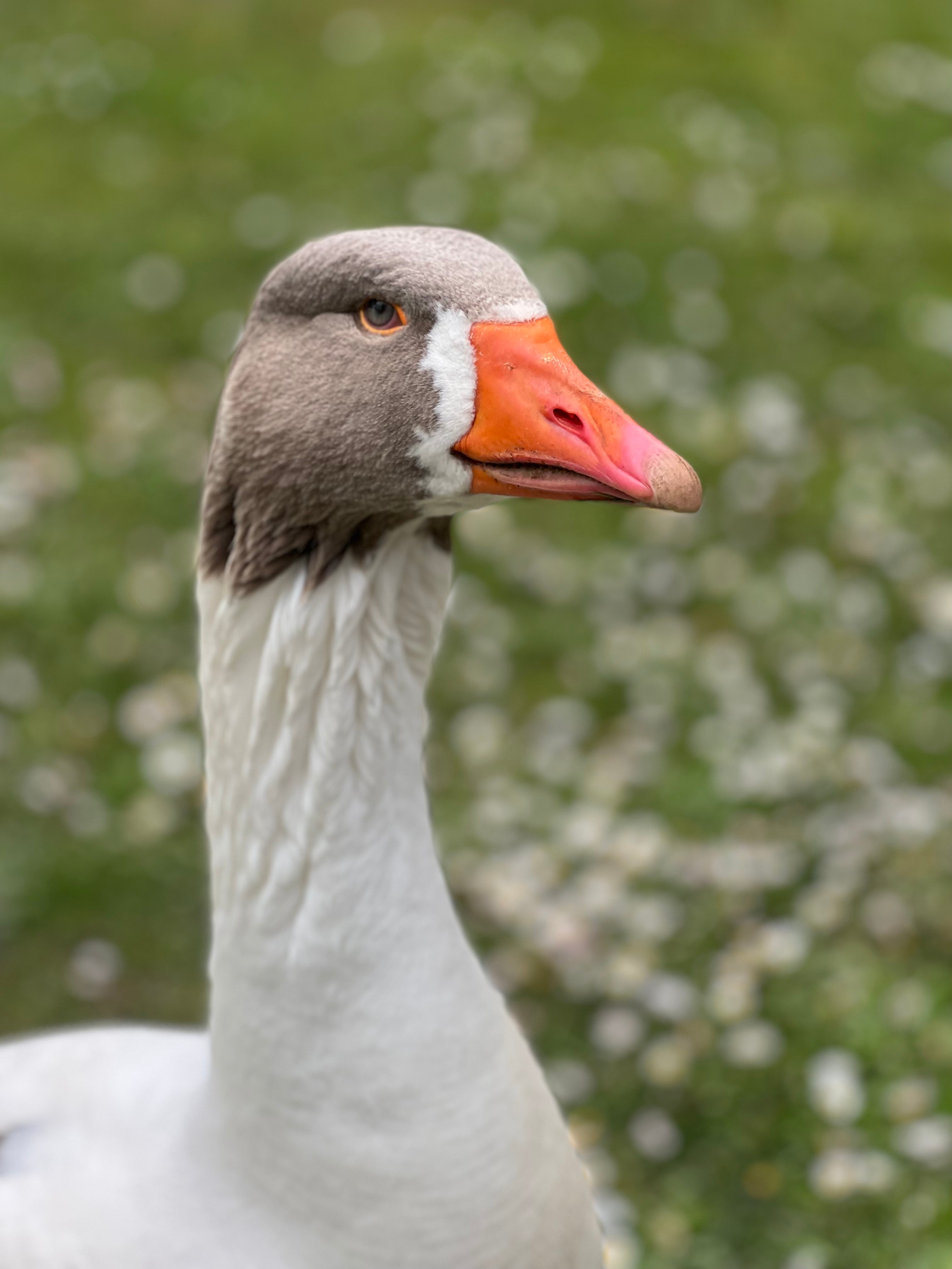 A portrait photo of a goose.