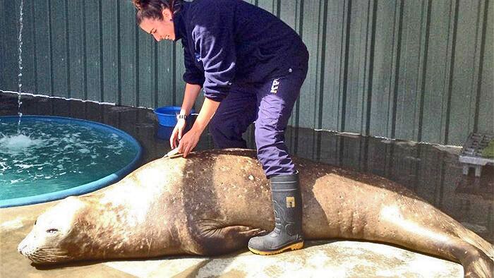 A 240kg elephant seal has been found south of Adelaide, an estimated 5,000 kilometres from home.