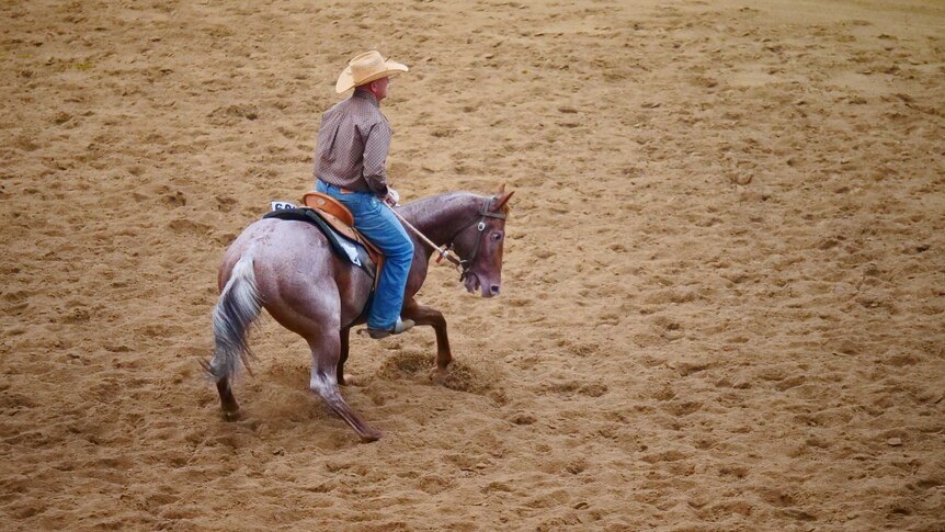 A rider takes a quarter horse through its paces at a horse sale