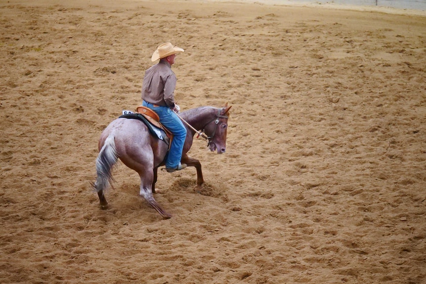 A rider takes a quarter horse through its paces at a horse sale