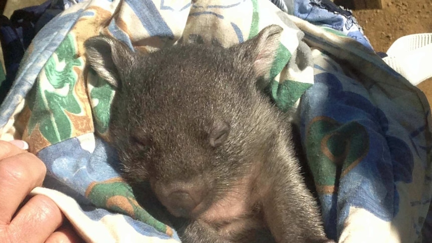 A six-month-old wombat being cared for at a Hobart wildlife park after its mother was killed  by a car.