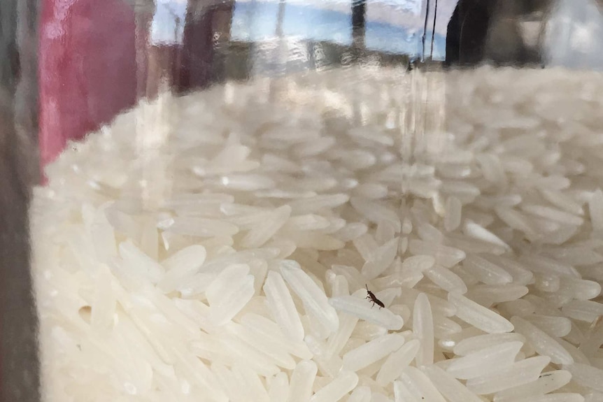 A jar of uncooked rice with a small black bug on top.