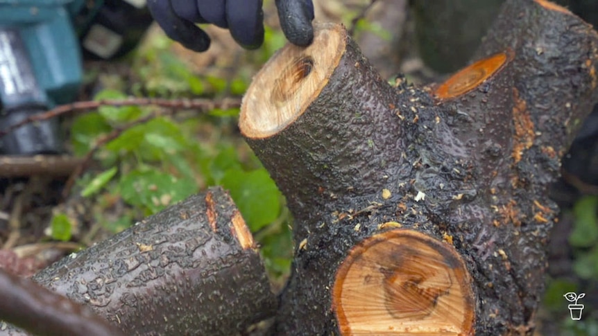 A freshly cut tree branch with rot in the centre.
