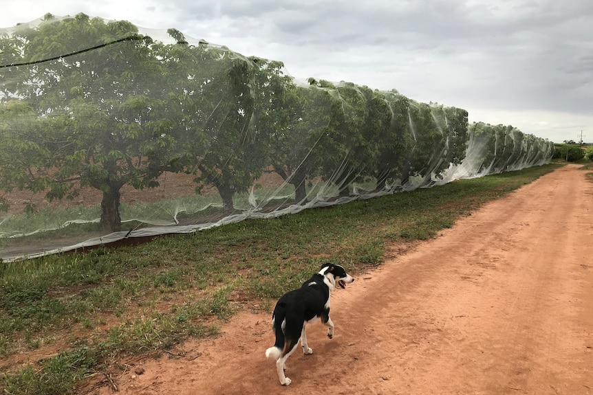 A black and whire border collie walks next to a netted cherry orchard 