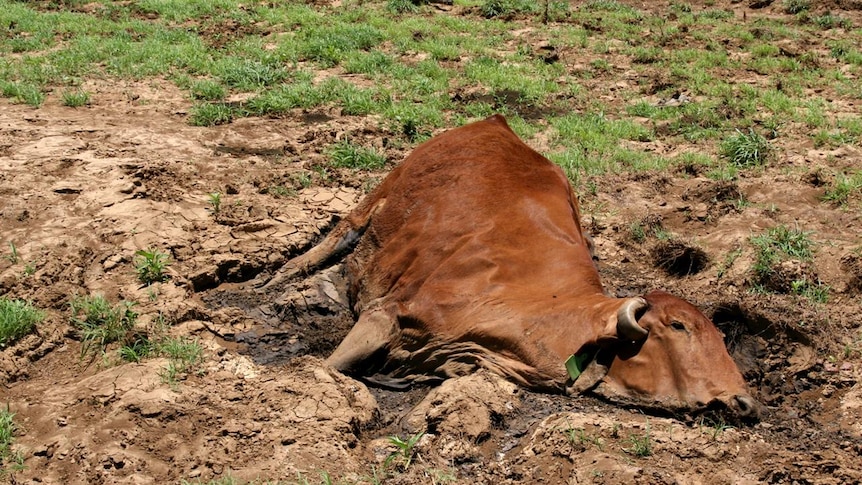 This cow was a casualty of the floods after she got bogged in silt trying to get to water.