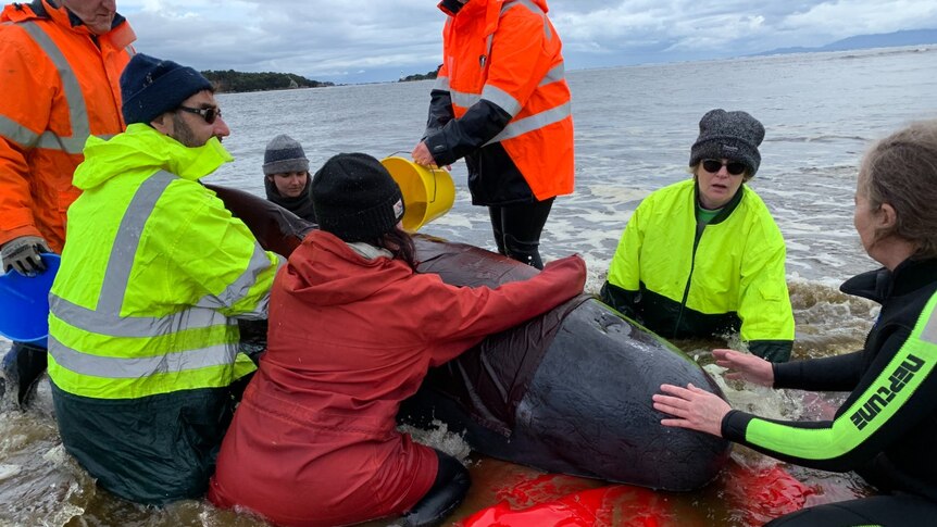 People in bright coloured jackets tend to a whale stranded in shallow water