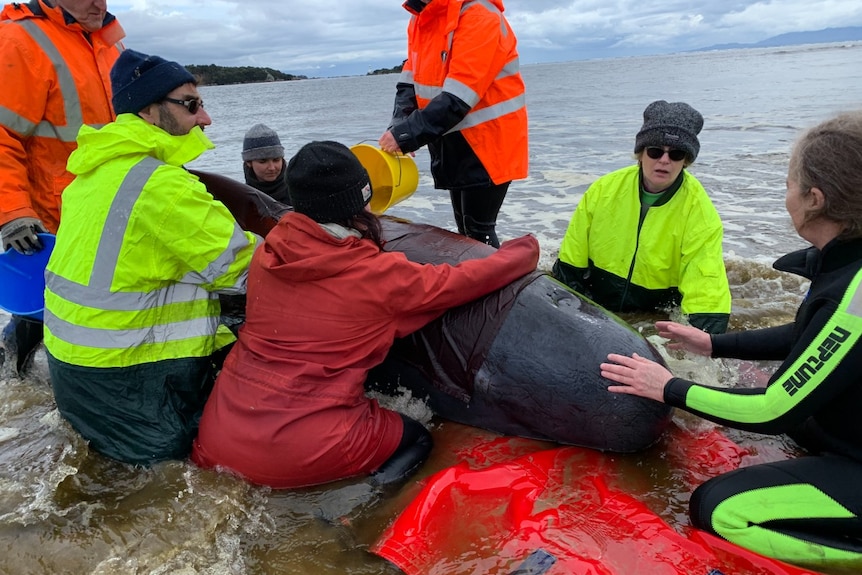 People in bright coloured jackets tend to a whale stranded in shallow water