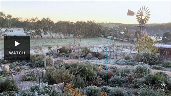 Sophie's garden covered in frost. Has Video.