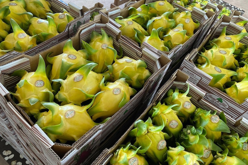 Yellow dragon fruit packed in boxes, ready to be sent to market.