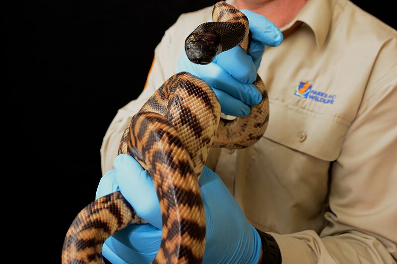 A close-up of a black headed python being held in a wildlife officer's hands.
