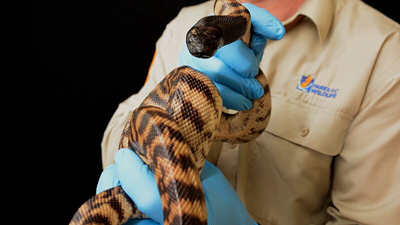 A close-up of a black headed python being held in a wildlife officer's hands.