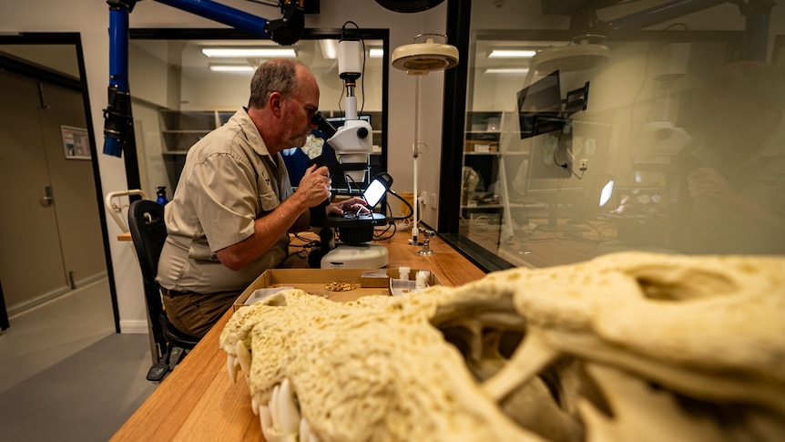 A man looking into a microscope with bones in the foreground of the photo.
