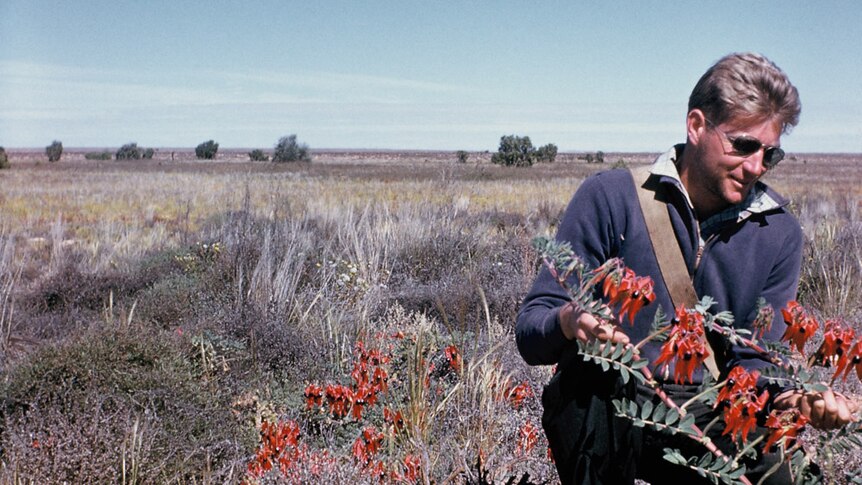 A young man looks at a red Sturt desert pea on the Nullarbor