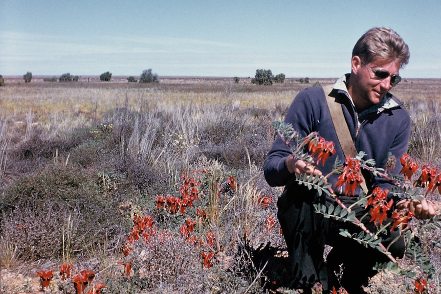 A young man looks at a red Sturt desert pea on the Nullarbor