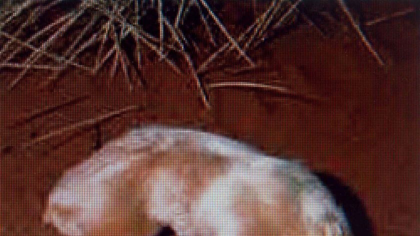 Itjaritjari is an Aboriginal name for the marsupial mole that tunnels through Australia's inland.