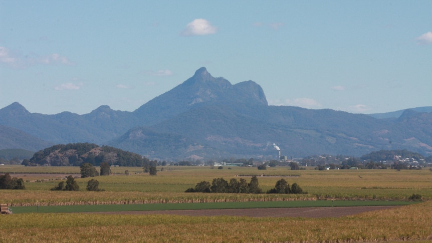 A dramatic mountain rises out of the cane fields