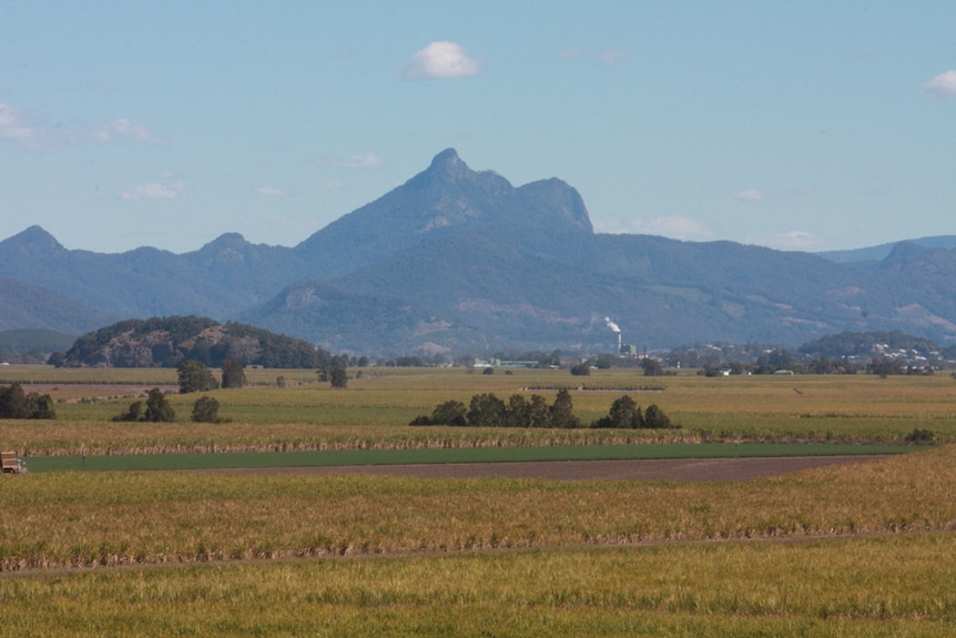 A dramatic mountain rises out of the cane fields