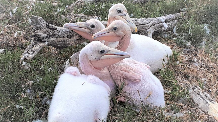 Four pelican chicks huddled together on the ground.