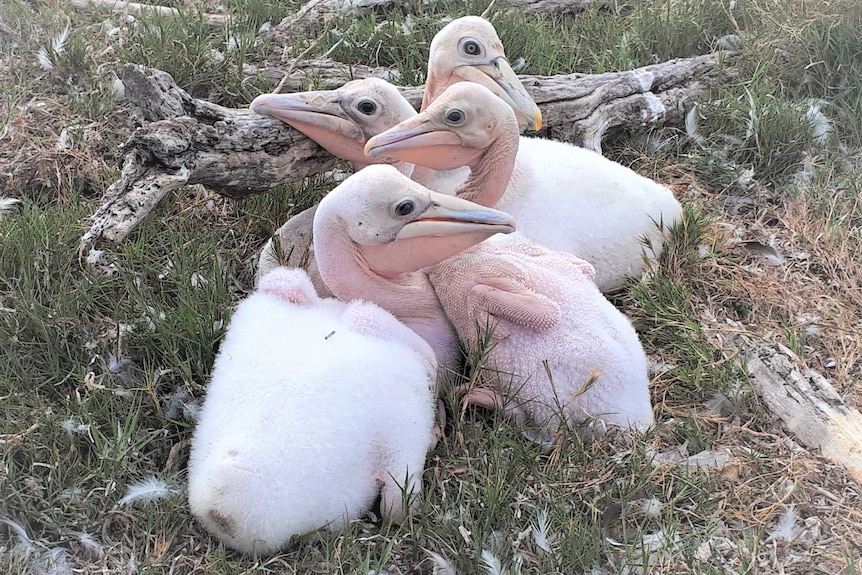 Four pelican chicks huddled together on the ground.