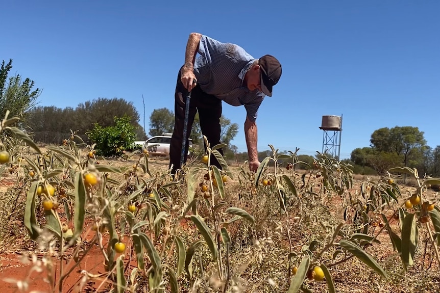 A photo of Max Emery standing in a paddock of bush tomatoes, reaching for one. The sky is clear blue.