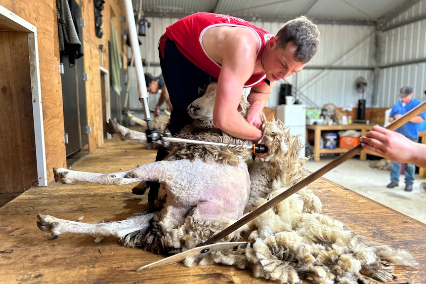 A man in a red singlet shears a sheep in a shed