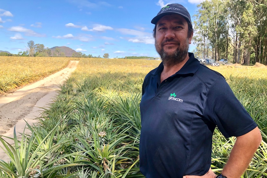 A man in a cap and a dark shirt stands in front of a pineapple field with a mountain in the distance.