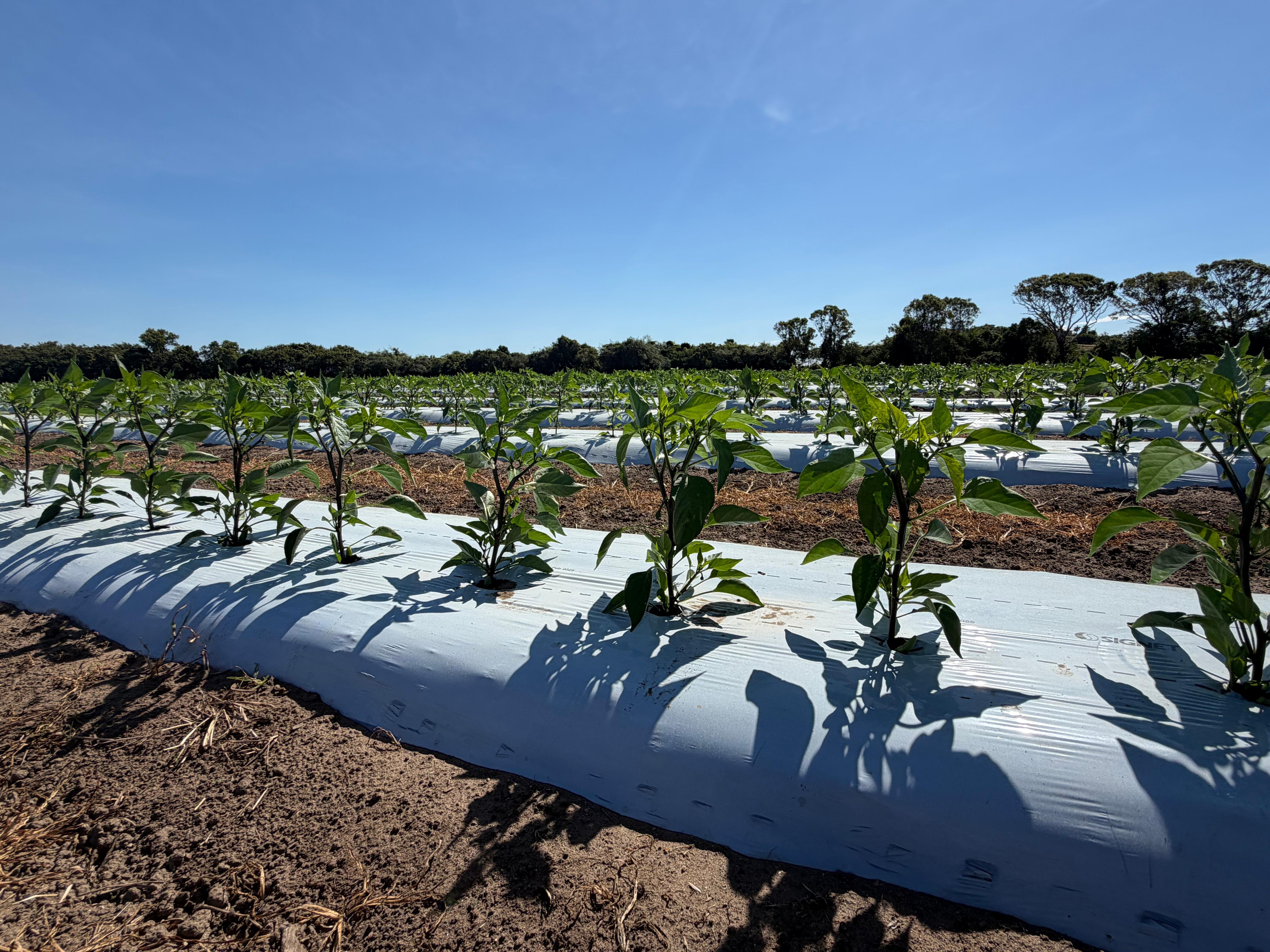 Tiny hot pepper plants sprout from rows of white plastic lining the fields.