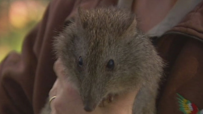 Long-nosed potoroos are listed as vulnerable in Queensland due to loss of habitat from land clearing.