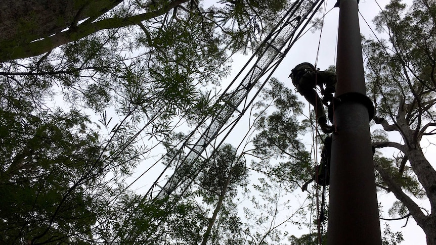 A Manjimup firm inspects and maintains the Treetop Walk