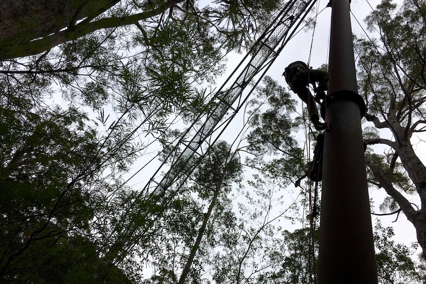 A Manjimup firm inspects and maintains the Treetop Walk