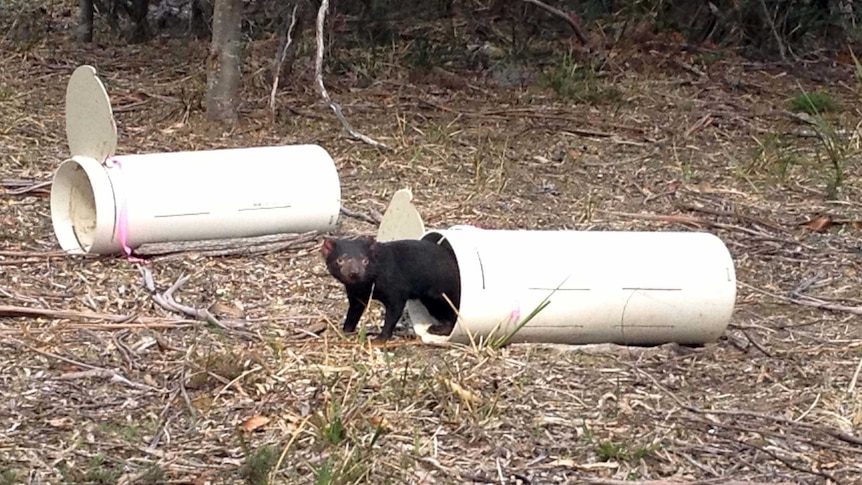 A Tasmanian devil bred in captivity on mainland Australia is released into the wild on Maria Island.