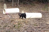 A Tasmanian devil bred in captivity on mainland Australia is released into the wild on Maria Island.