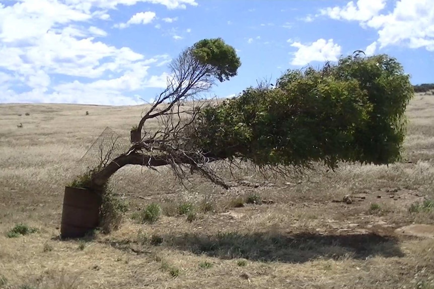 A tree leaning over in a paddock.