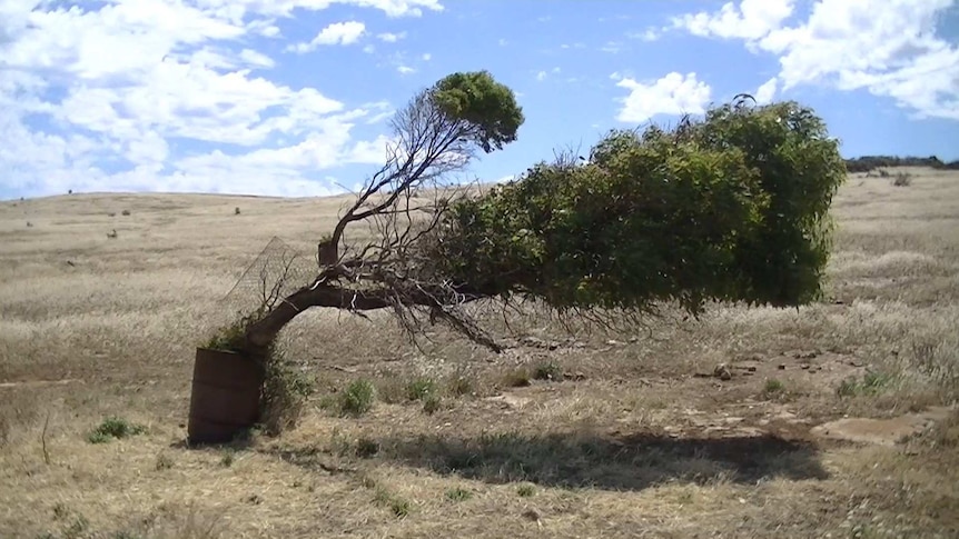 A tree leaning over in a paddock.
