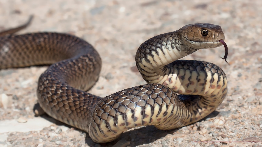 A brown snake with its head reared and tongue out