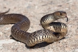 A brown snake with its head reared and tongue out