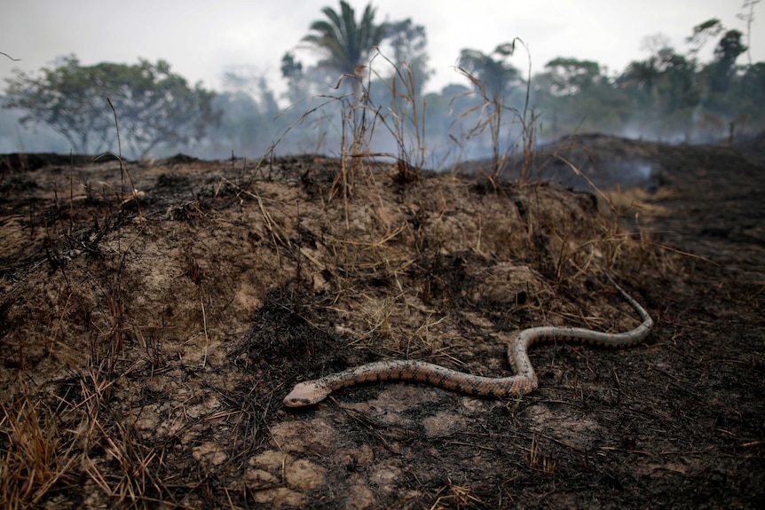 A black and brown coloured snake slithers across a blacked forest floor after fires.