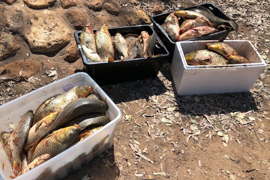 carp and other fish in buckets