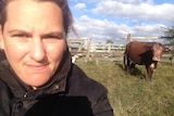 Sarah Eaton stares at the camera with a cow with bloodied torn ears in the background.