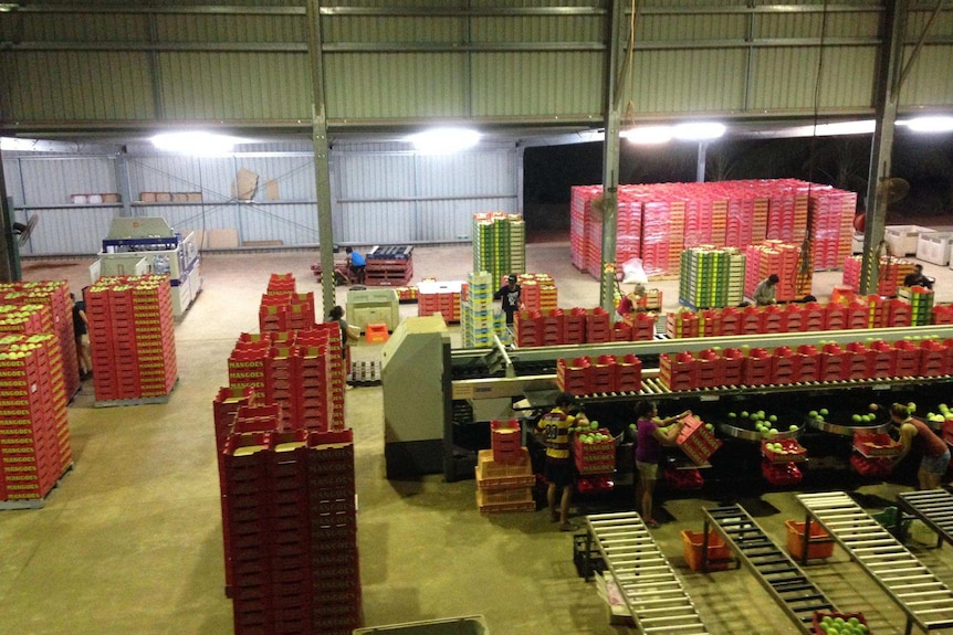 People at work in the Tou's Garden mango packing shed, it's dark outside