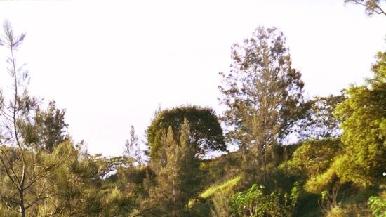 The Mary River, site of the proposed Traveston Dam.