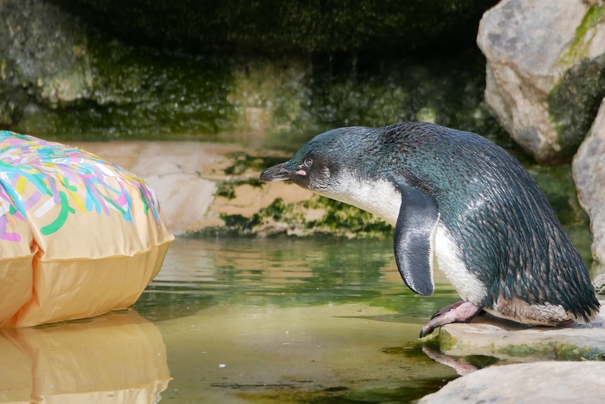 A little penguin in a zoo enclosure.