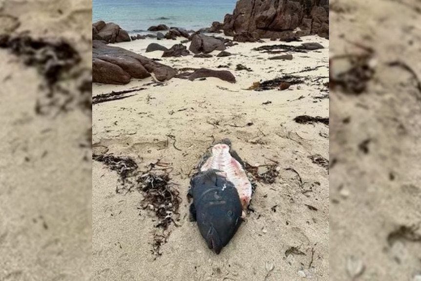 A dead blue groper, missing flesh, lays on the sand.
