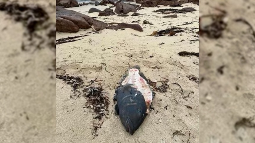 A dead blue groper, missing flesh, lays on the sand.