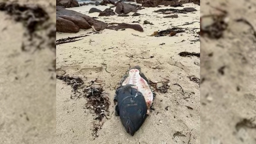 A dead fish lying on the sand at a beach on a sunny day.