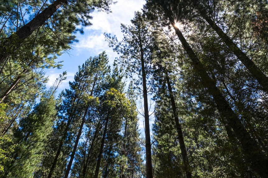 Pine plantation in southern Tasmania