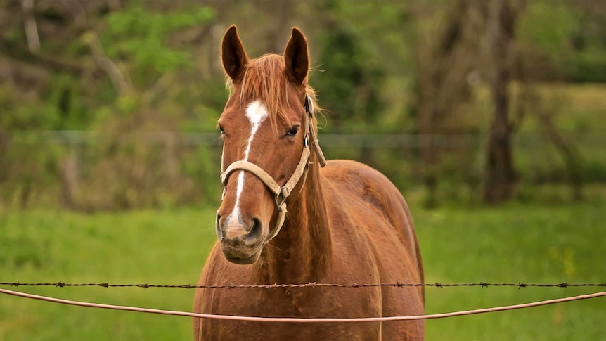 chestnut mare standing at fence